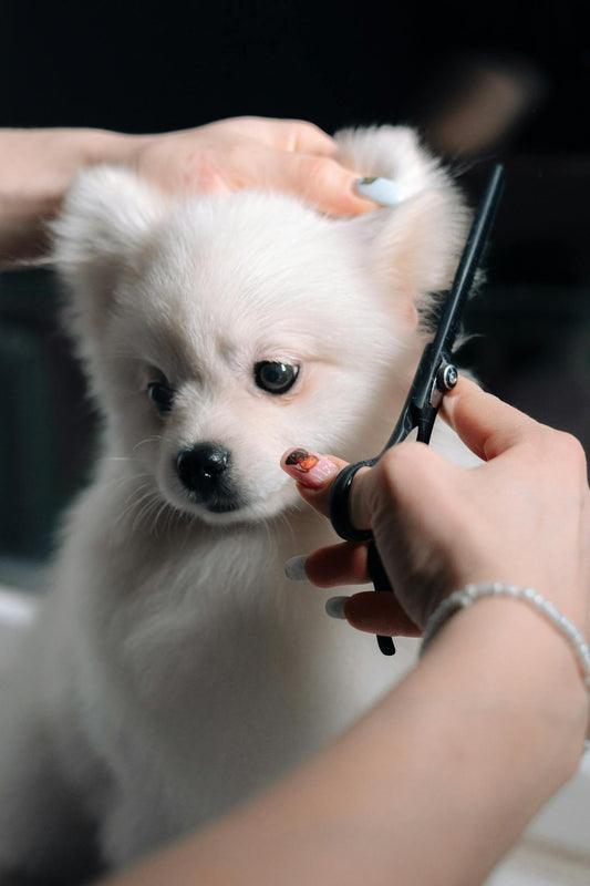 The Importance of Regular Pet Grooming for Your Furry Friend