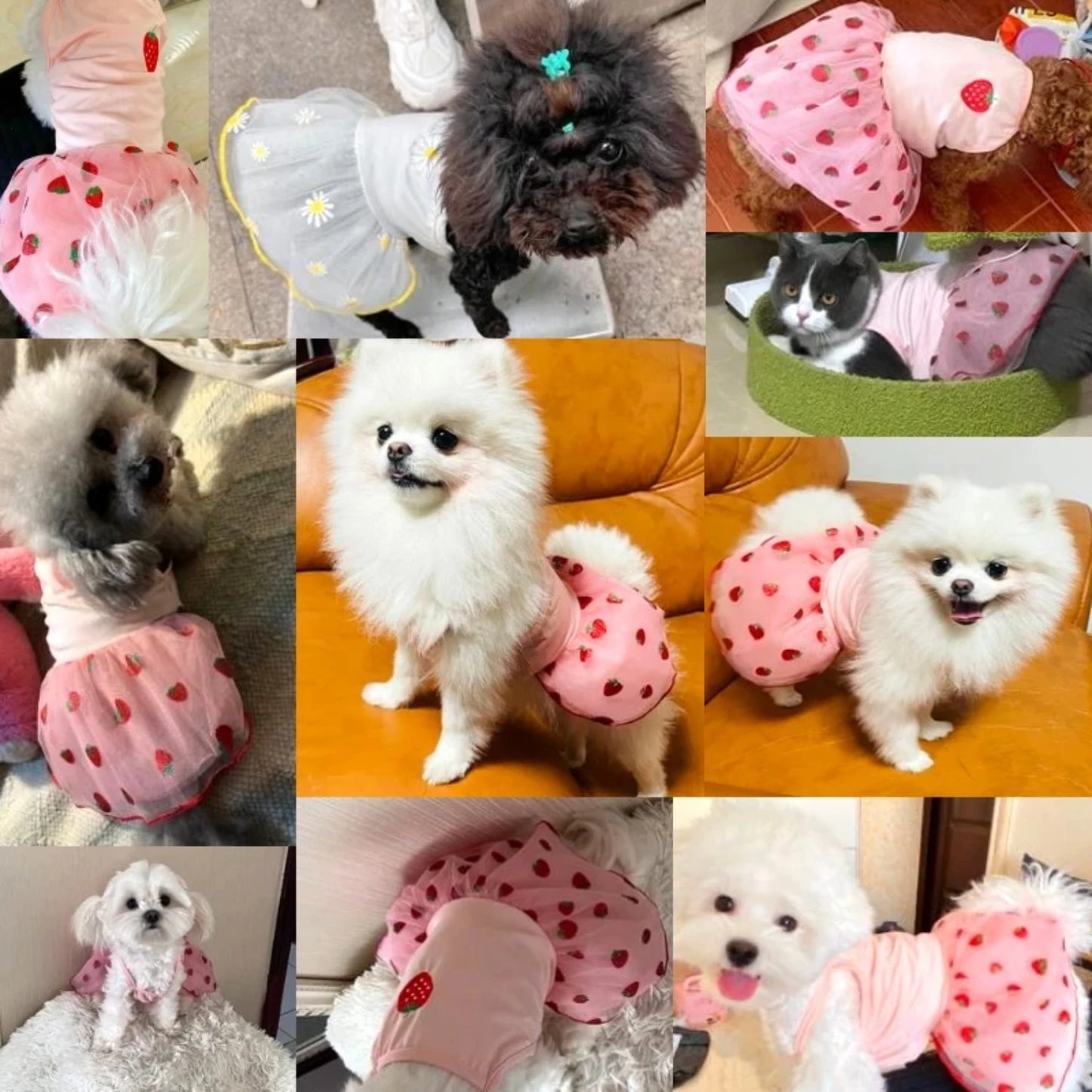 Summer Strawberry Dress Dog Clothing