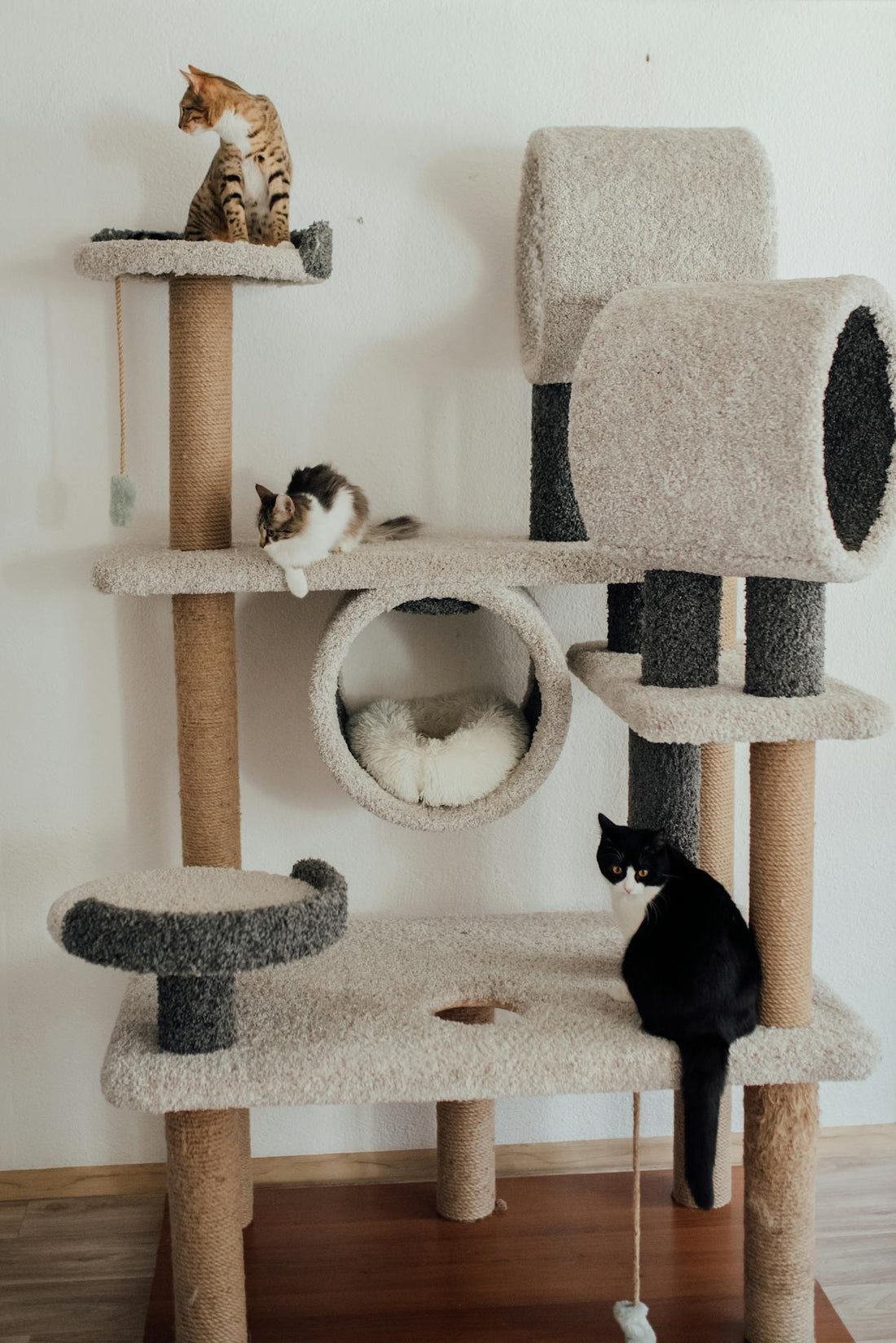 Creating the Perfect Haven for Your Cat: Choosing the Best Cat Towers and Beds