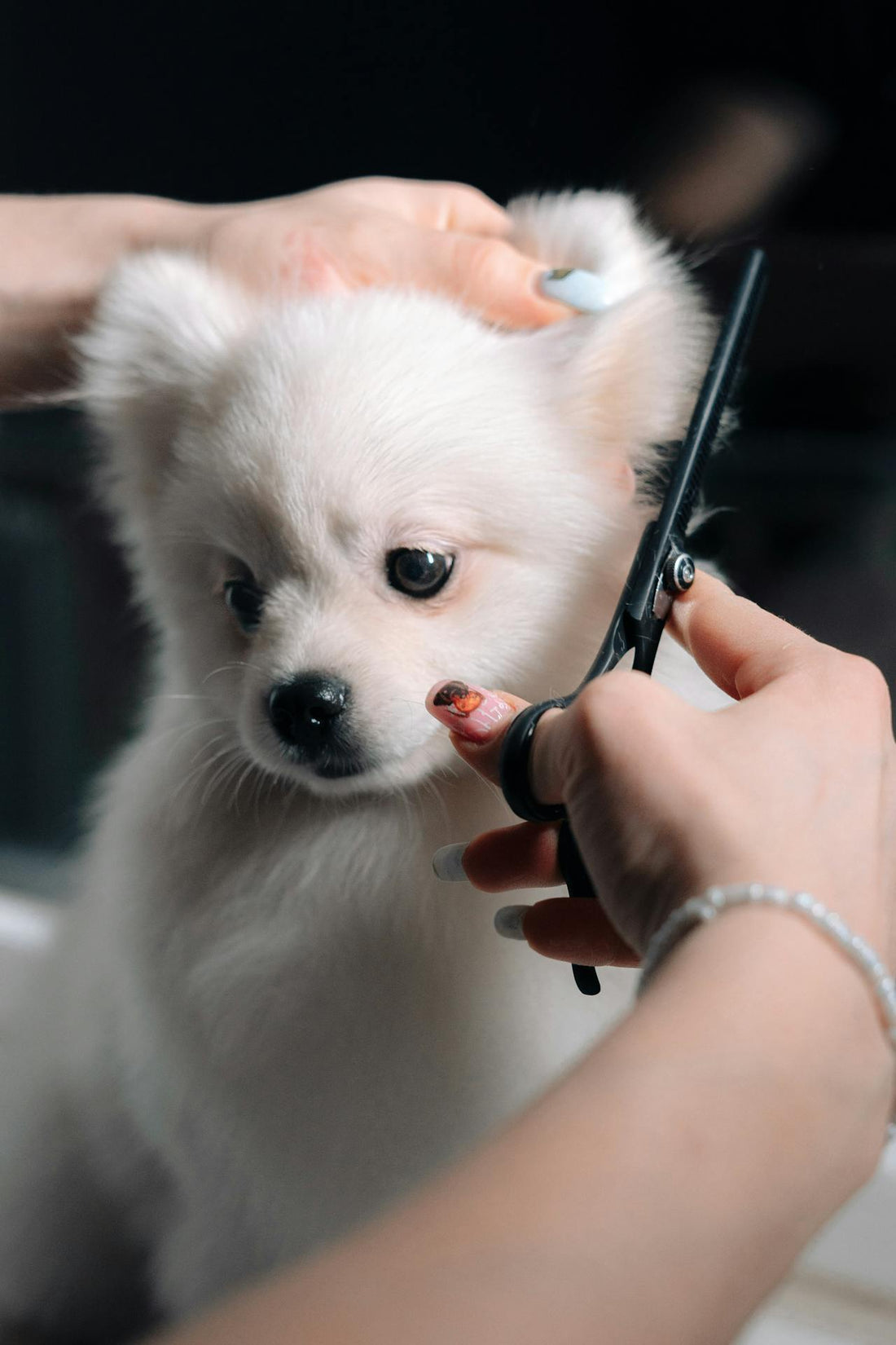 The Importance of Regular Pet Grooming for Your Furry Friend