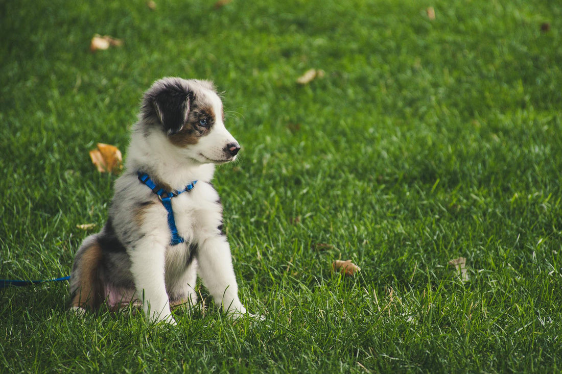 The Ultimate Guide to Choosing the Right Leashes and Harnesses for Your Pet